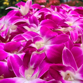 50 premium purple orchid blooms for DIY leis, centerpieces, and tropical décor